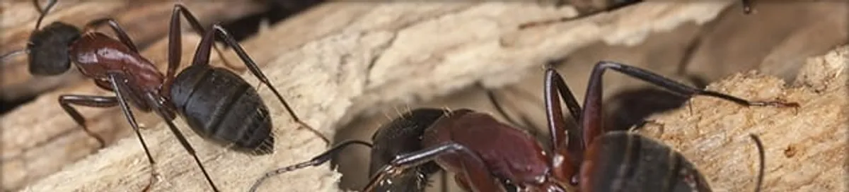 Close-up of ants on wood showing an active ant infestation in Naperville, IL