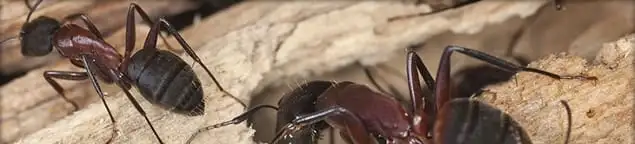 Close-up of ants on wood showing an active ant infestation in Naperville, IL