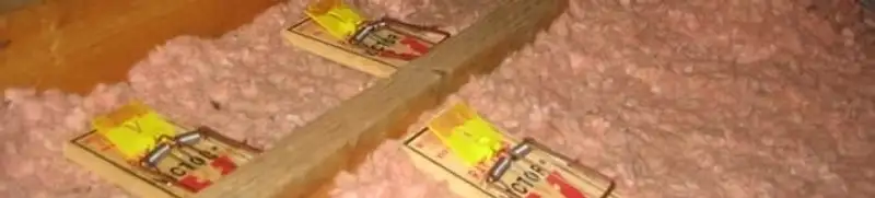 Mouse traps placed in an attic for rodent control in Naperville, IL