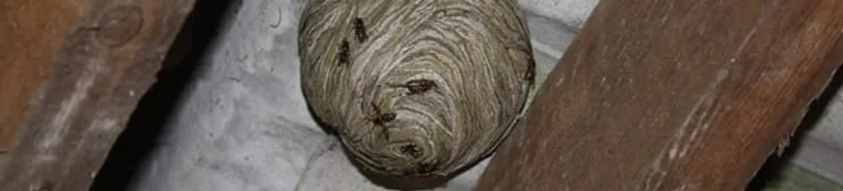 Wasp nest in an attic space, a common home infestation risk in Naperville, IL