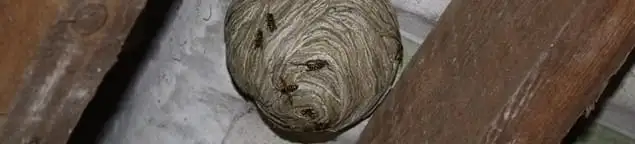 Wasp nest in an attic space, a common home infestation risk in Naperville, IL