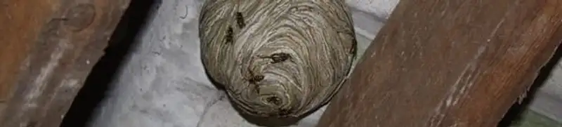 Wasp nest in an attic space, a common home infestation risk in Naperville, IL