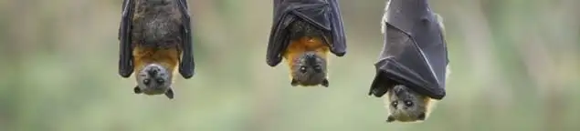 Bats roosting together, a common sign of a bat infestation in Naperville, IL