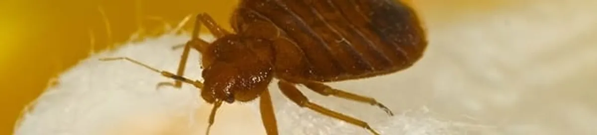 Close-up of a bed bug, a sign of an active infestation in Naperville, IL