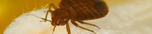 Close-up of a bed bug, a sign of an active infestation in Naperville, IL