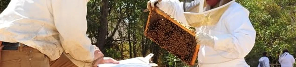Bee removal specialists relocating a hive and honeycomb safely in Naperville, IL