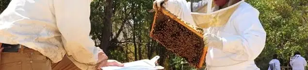Bee removal specialists relocating a hive and honeycomb safely in Naperville, IL