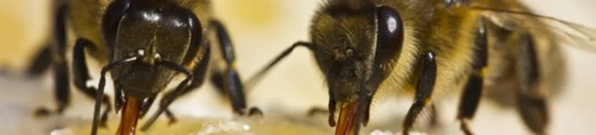 Close-up of honey bees, a sign of a nearby hive in Naperville, IL
