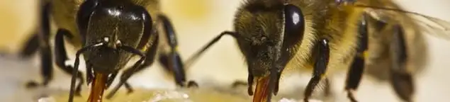 Close-up of honey bees, a sign of a nearby hive in Naperville, IL
