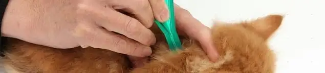 Flea treatment for pets using a flea comb, a sign of flea problems in Naperville, IL