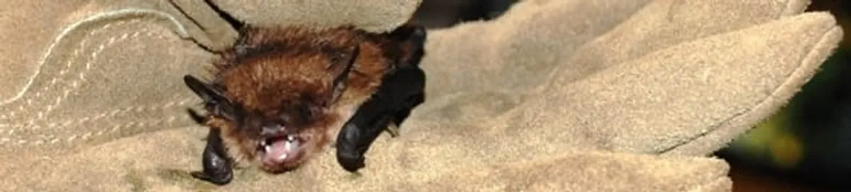 Bat removal specialist holding a bat safely during humane exclusion in Naperville, IL