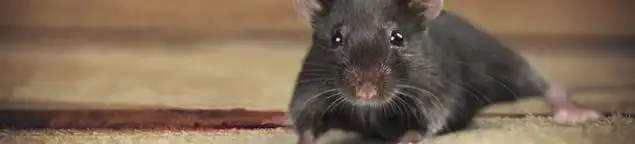 Mouse indoors, a common sign of a rodent infestation in Naperville, IL