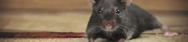 Mouse indoors, a common sign of a rodent infestation in Naperville, IL