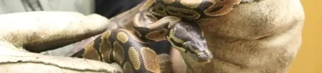 Snake removal specialist safely handling a snake with protective gloves in Naperville, IL