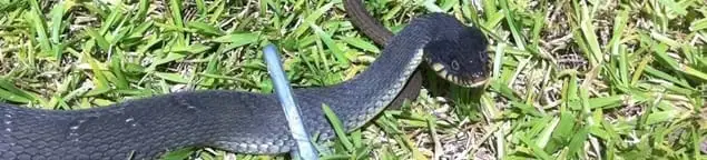 Snake in a yard, a common sign of a snake problem near a home in Naperville, IL