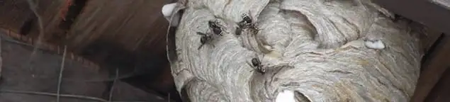 Close-up of a wasp nest with active wasps, a sign of an infestation in Naperville, IL