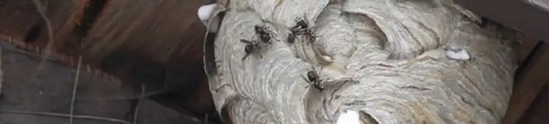 Close-up of a wasp nest with active wasps, a sign of an infestation in Naperville, IL